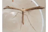 Emmelina monodactyla