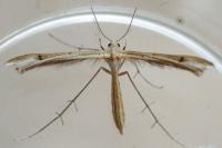 Stenoptilia