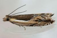 Ancylis apicella