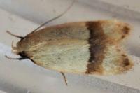 Odites kollarella