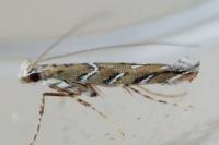 Acrocercops brongniardella