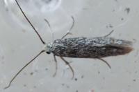 Urodeta hibernella