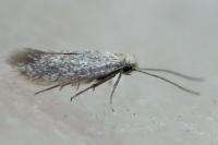 Urodeta hibernella