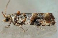 Lobesia botrana