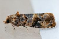 Lobesia botrana