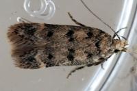 Bryotropha