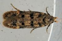 Bryotropha