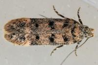 Bryotropha