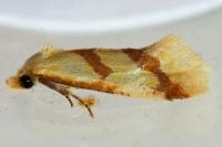 Aethes