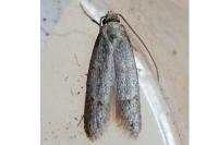 Symmocoides oxybiella