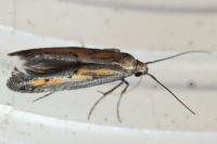 Ochromolopis ictella
