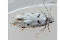 Parastenolechia nigrinotella