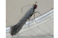 Tinagma ocnerostomella