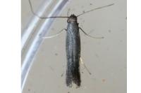 Tinagma ocnerostomella