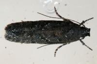 Carpatolechia decorella