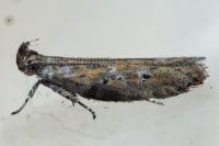 Rosetea rosetella