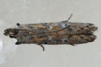 Rosetea rosetella