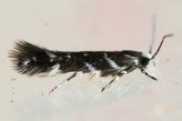 Vulcaniella