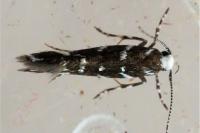 Vulcaniella