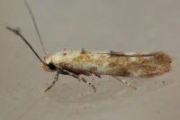 Mompha epilobiella