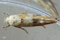 Mompha epilobiella