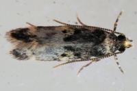 Apatema