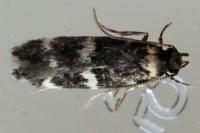 Apatema
