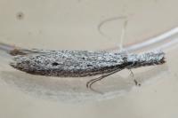 Pleurota gallicella