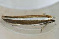 Pleurota aristella
