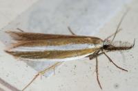 Pleurota aristella