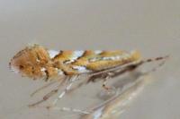 Phyllonorycter