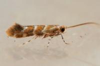 Cameraria ohridella