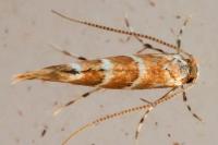 Cameraria ohridella