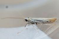 Aspilapteryx tringipennella