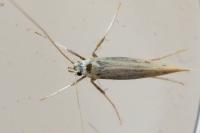 Aspilapteryx tringipennella