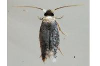 Zimmermannia