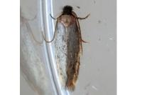 Zimmermannia