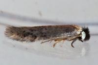 Zimmermannia