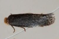 Stigmella