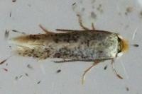 Stigmella