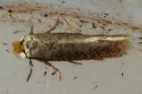 Stigmella