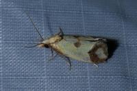 Agapeta zoegana