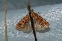 Lozotaeniodes formosana