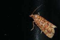 Lozotaeniodes formosana