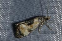 Neocochylis dubitana