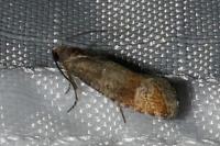 Clavigesta purdeyi