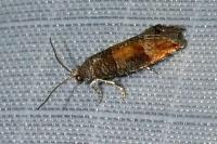 Clavigesta purdeyi