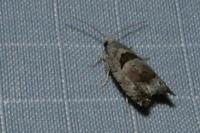 Epinotia ramella