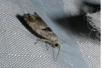Epinotia ramella