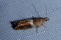 Epinotia tenerana